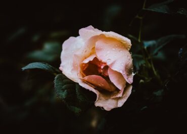 MY WEDDING PHOTOGRAPHY ESSE